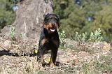 JAGDTERRIER ALLEMAND 003